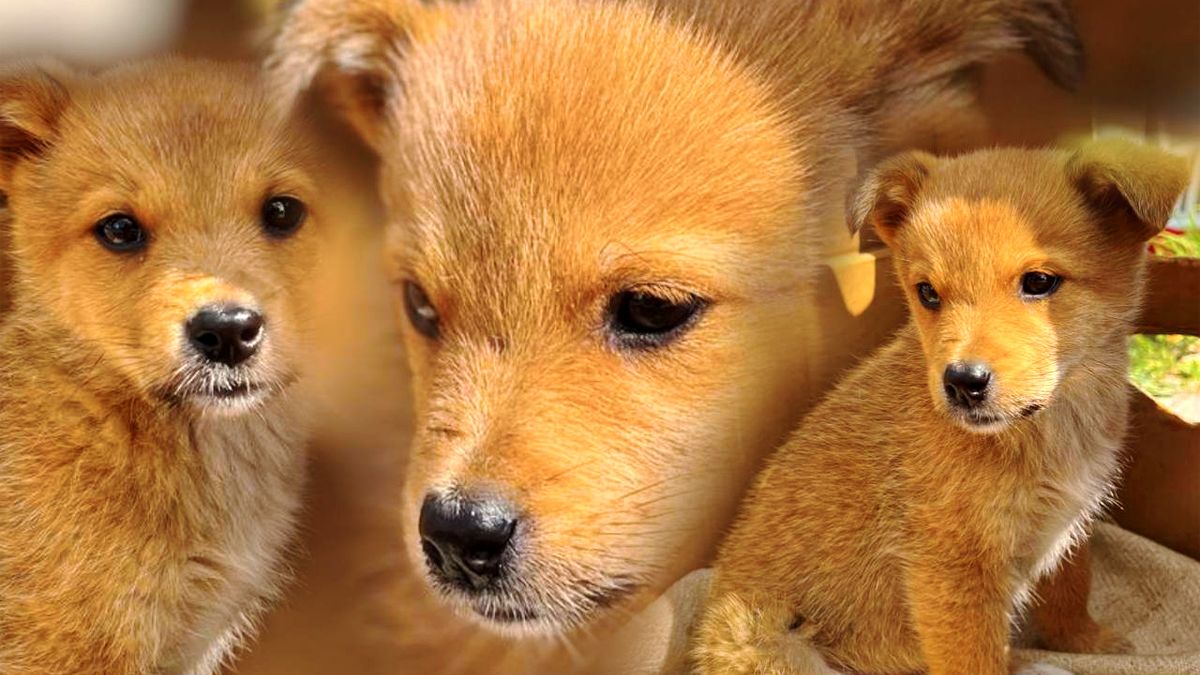 Чекають на свою людину: добірка чотирилапих у Коломиї 1