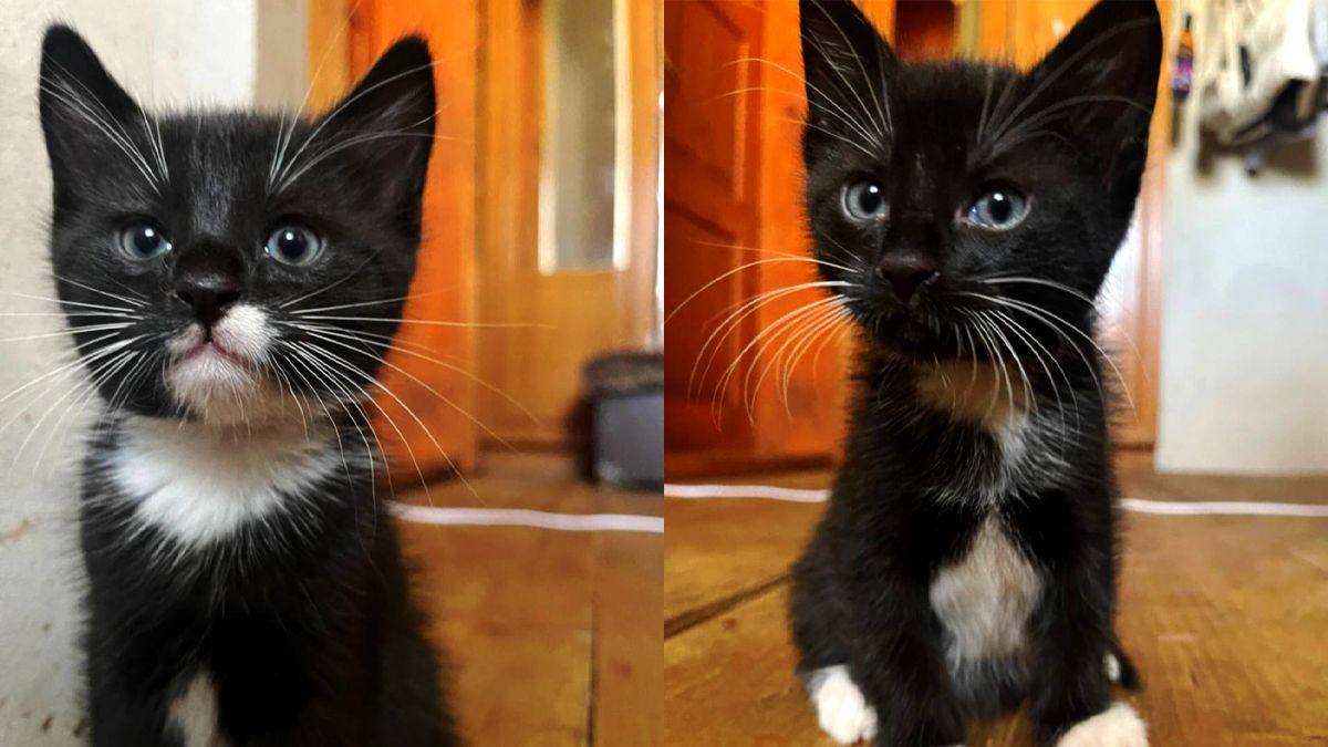 Чекають на свою людину: добірка чотирилапих у Коломиї 2