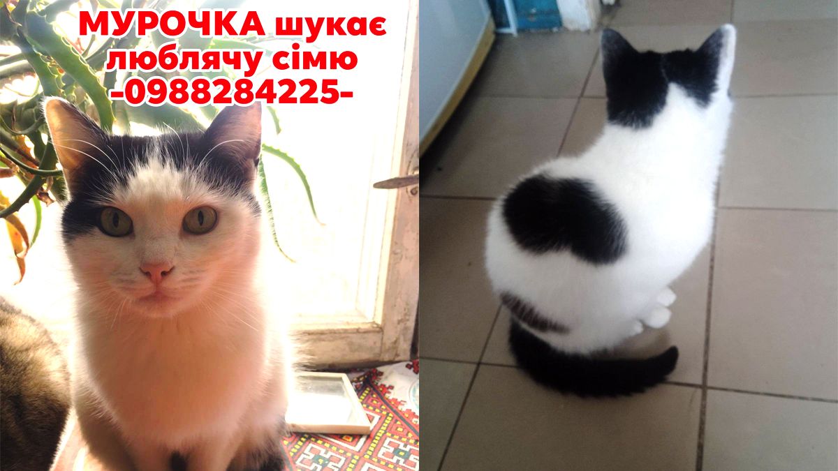 Чекають на свою людину: добірка чотирилапих у Коломиї 3