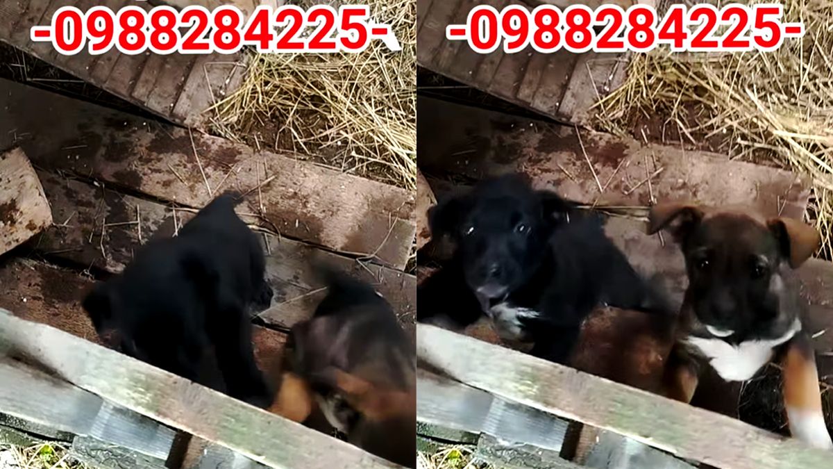 Чекають на свою людину: добірка чотирилапих у Коломиї 4