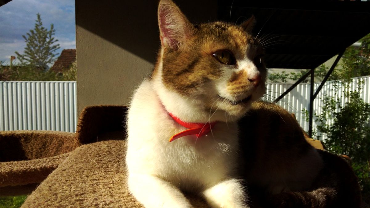 Чекають на свою людину: добірка чотирилапих у Коломиї 5