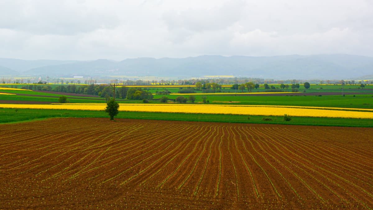 Родючі дні червня: календар городника на 16 - 22 червня