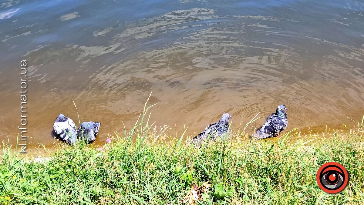 Миле: як голуби у Коломиї купалися 1