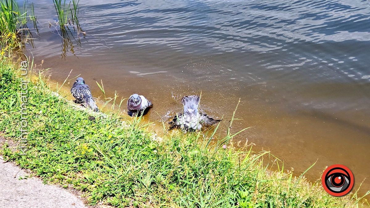 Миле: як голуби у Коломиї купалися