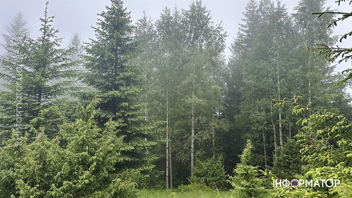 Карпатські обрії в червневому світлі: фоторепортаж з гір 14