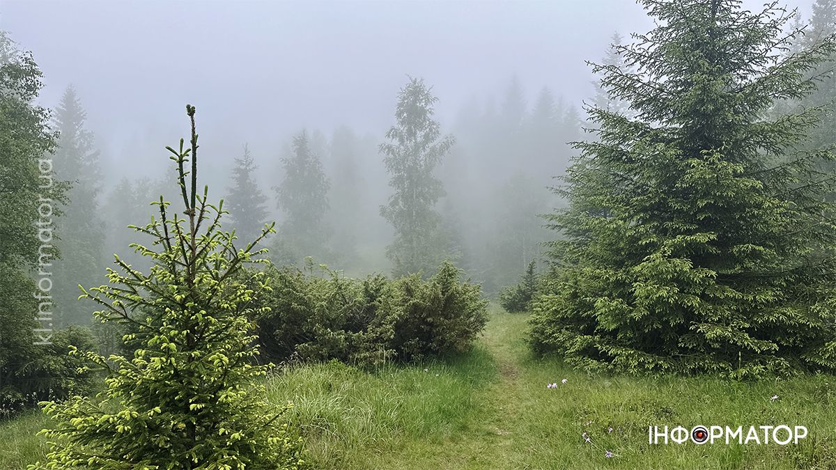 Карпатські обрії в червневому світлі: фоторепортаж з гір 12