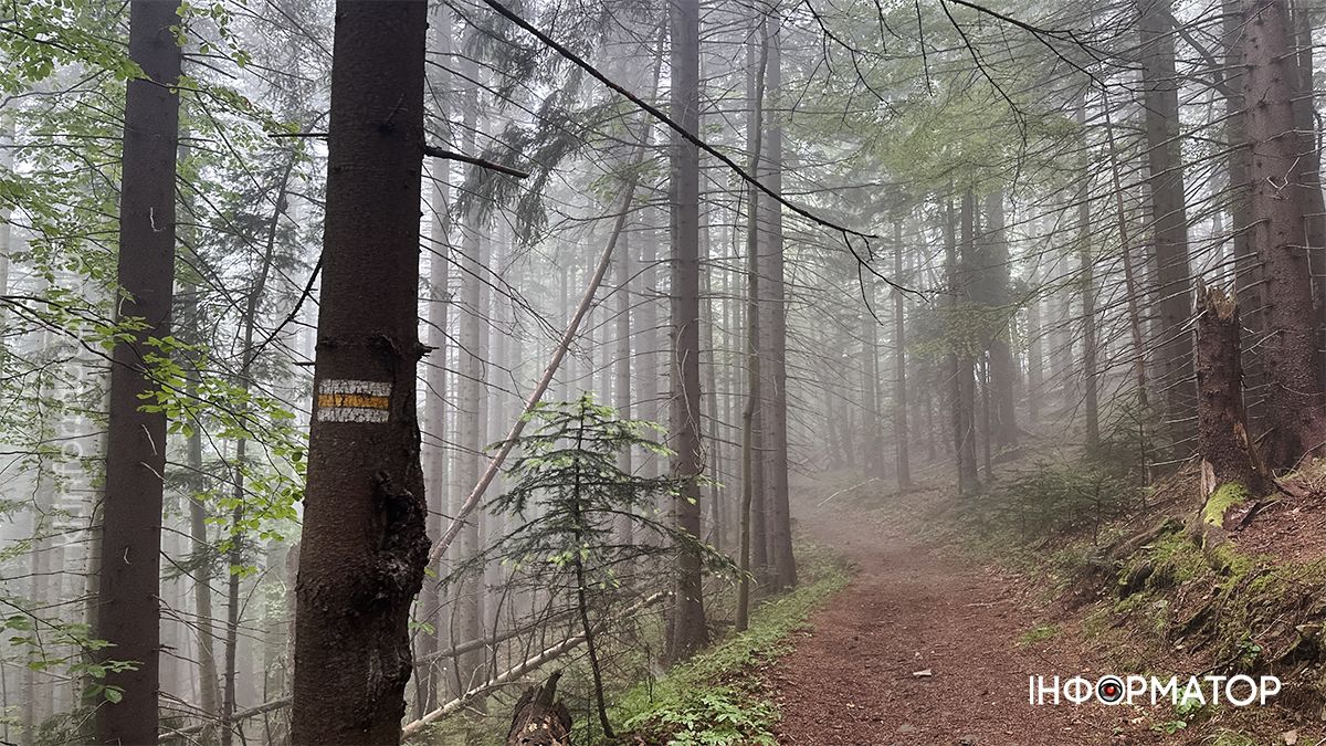 Карпатські обрії в червневому світлі: фоторепортаж з гір 11