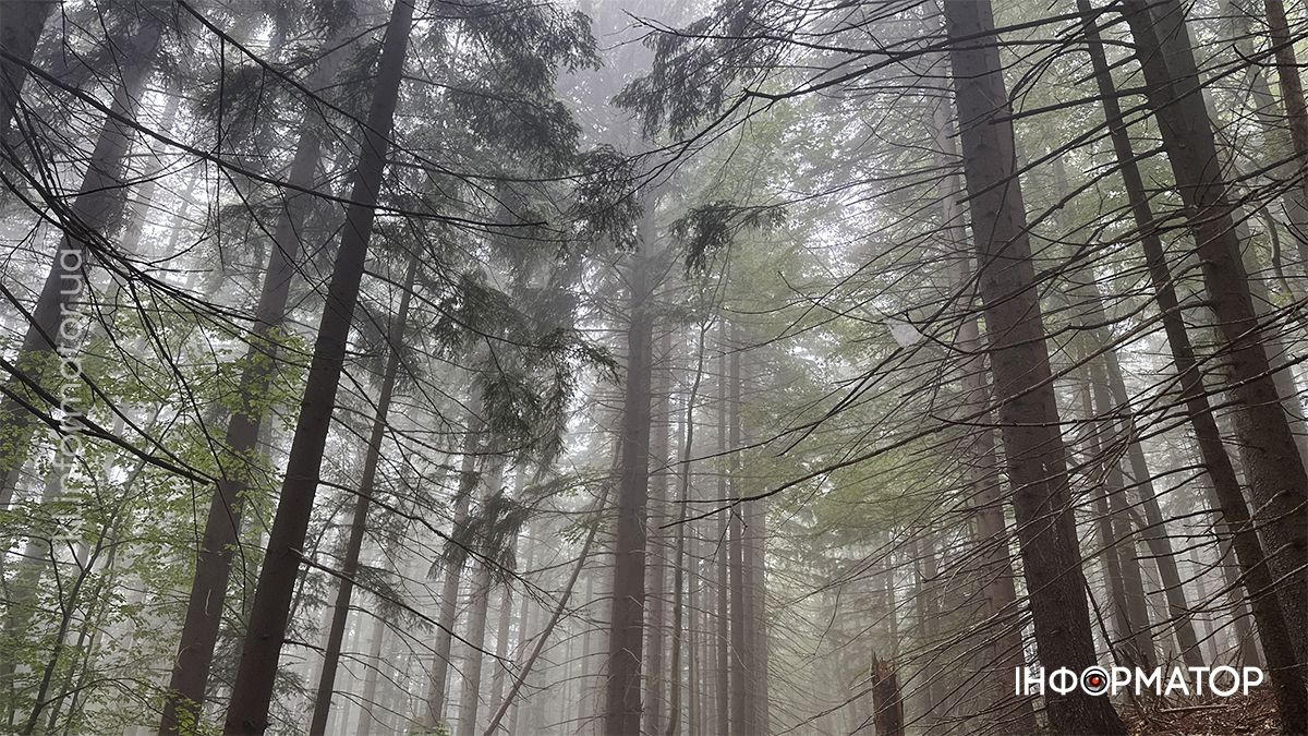 Карпатські обрії в червневому світлі: фоторепортаж з гір 10