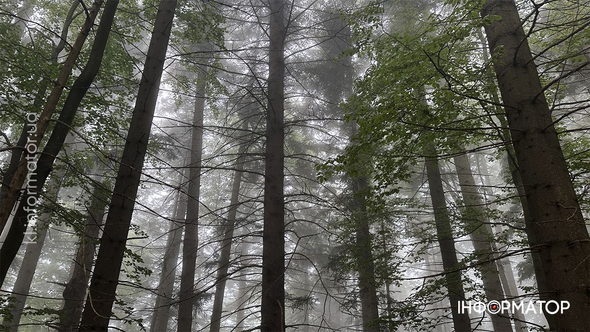 Карпатські обрії в червневому світлі: фоторепортаж з гір 9
