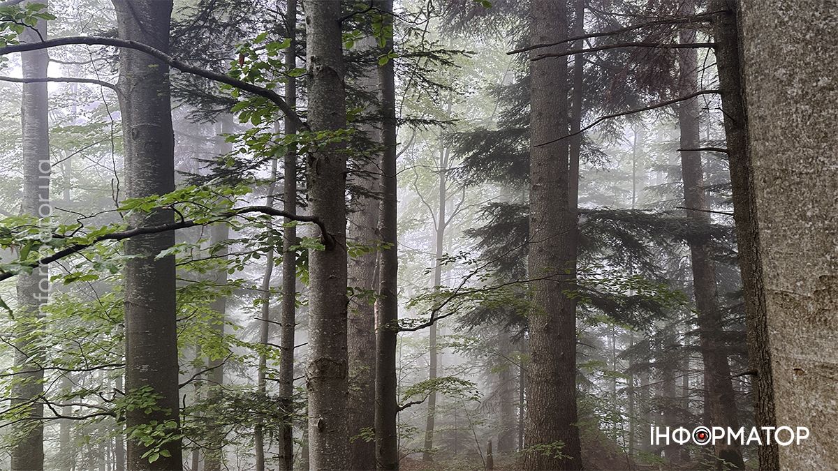 Карпатські обрії в червневому світлі: фоторепортаж з гір 8