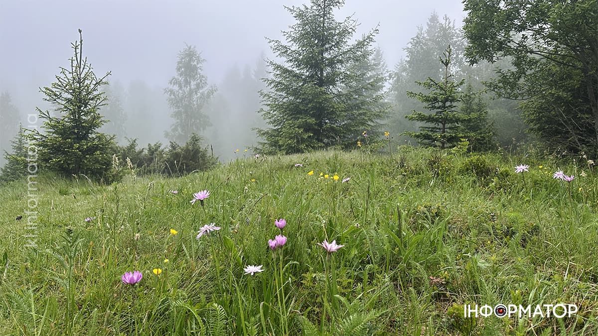 Карпатські обрії в червневому світлі: фоторепортаж з гір 5