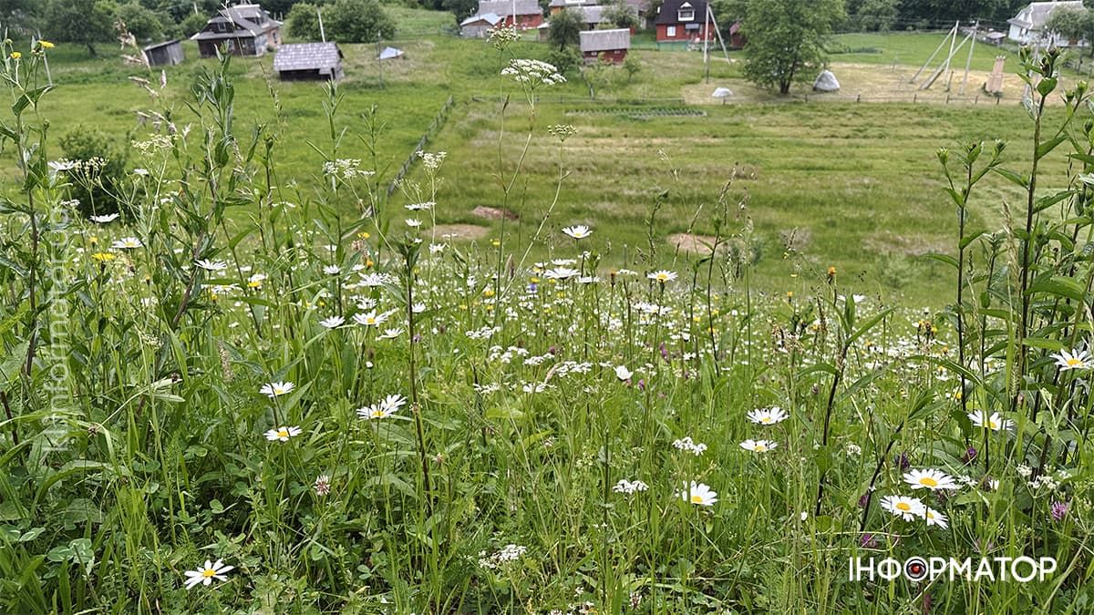 Карпатські обрії в червневому світлі: фоторепортаж з гір 3