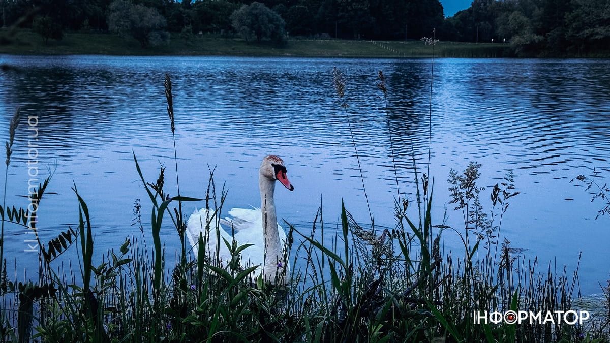 Червень у Коломиї: фото міста, які хочеться згадати 5