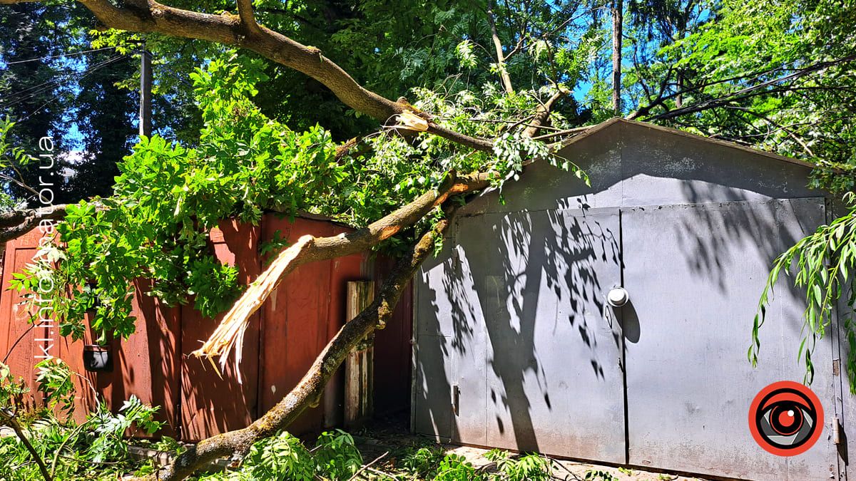 На двох вулицях у Коломиї впали дерева 3