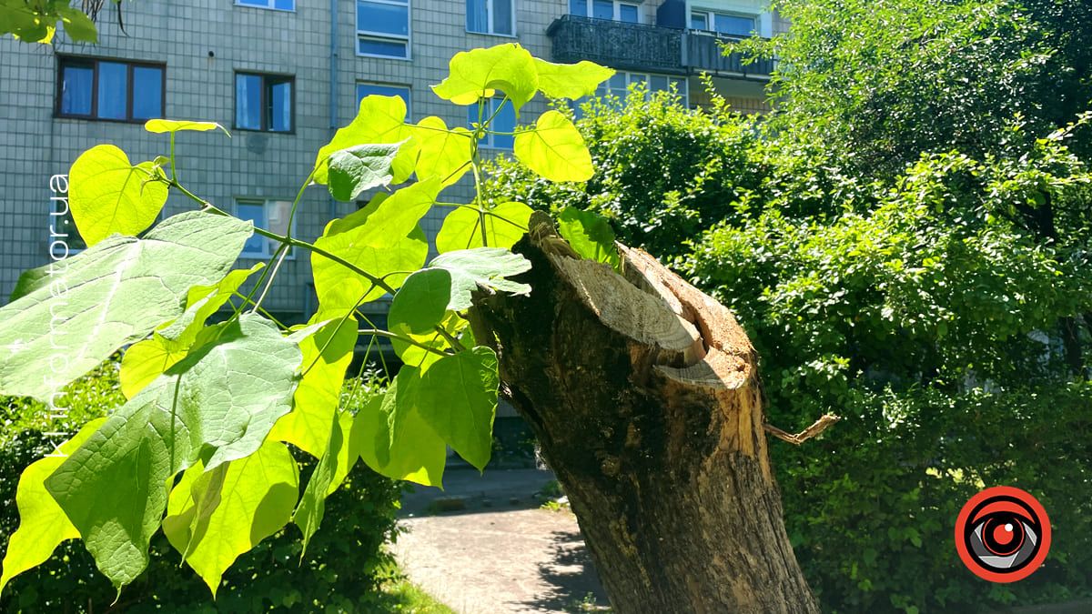 На двох вулицях у Коломиї впали дерева 4