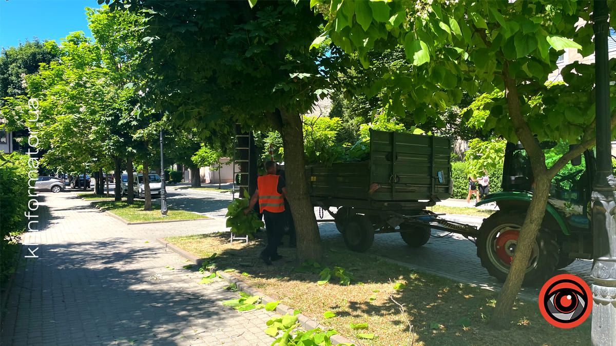 На двох вулицях у Коломиї впали дерева 6