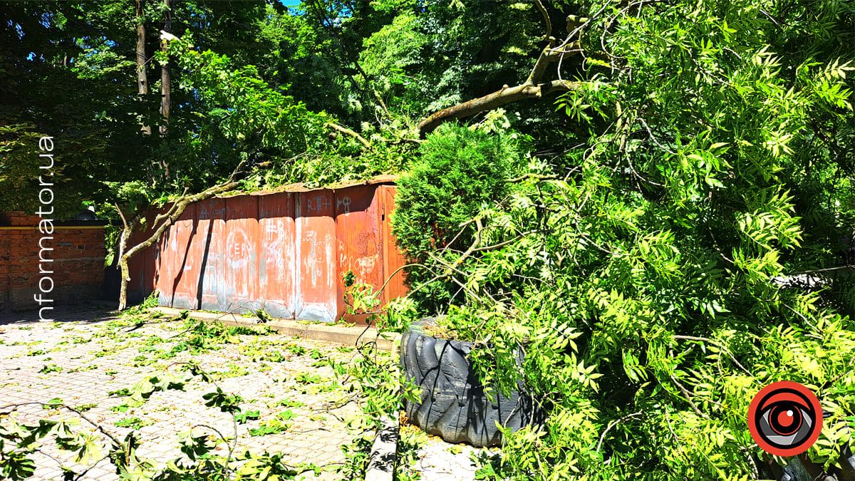 На двох вулицях у Коломиї впали дерева 1