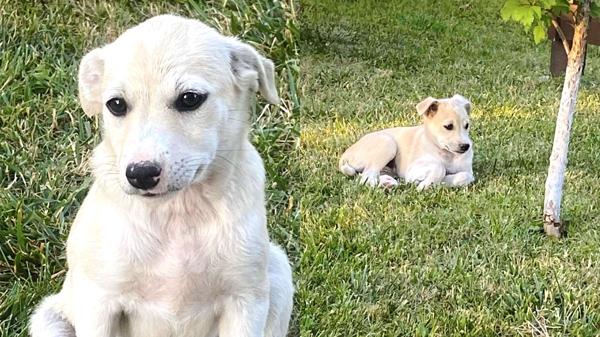 Коломийські пухнастики, які все ще шукають дім: добірка чотирилапих 1