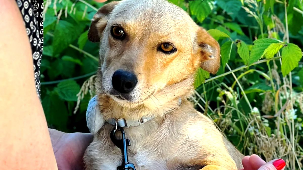 Коломийські пухнастики, які все ще шукають дім: добірка чотирилапих 2