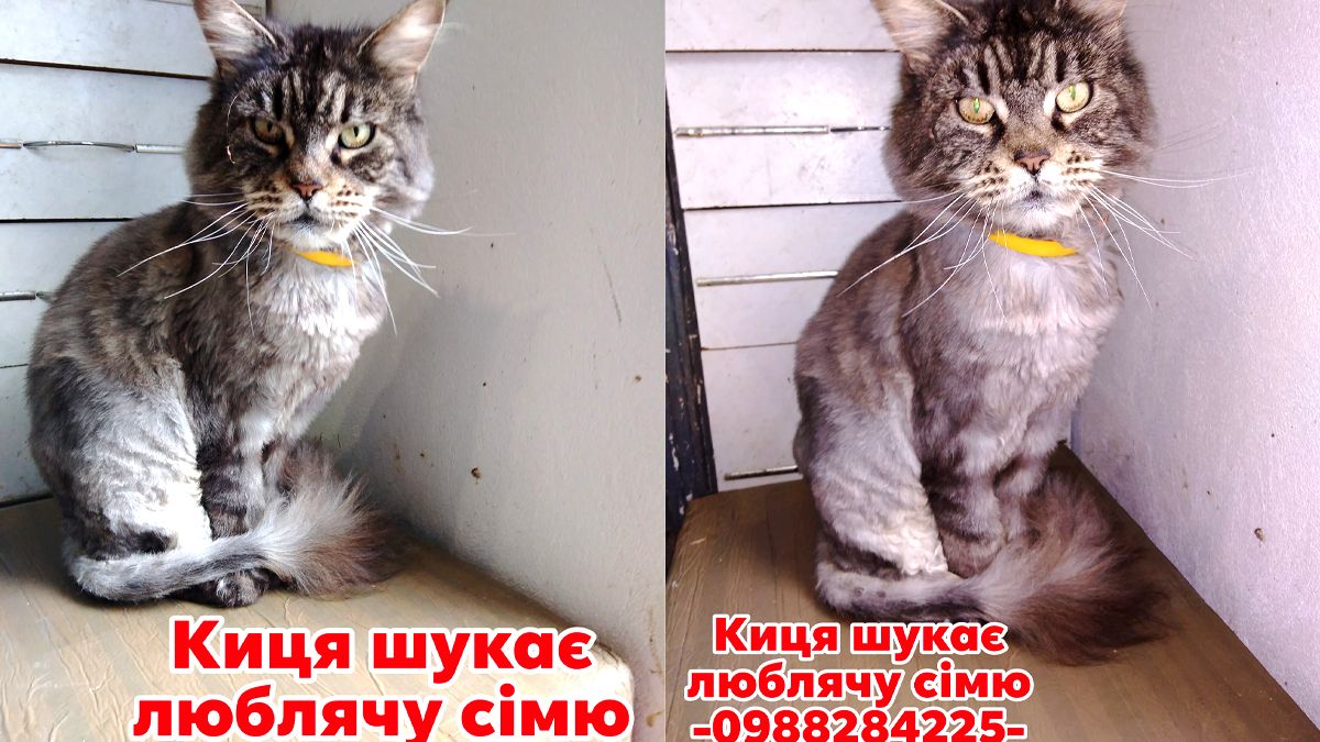 Коломийські пухнастики, які все ще шукають дім: добірка чотирилапих 3