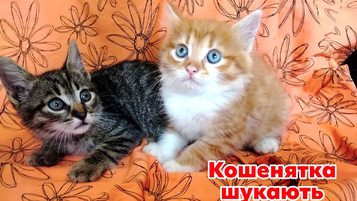 Коломийські пухнастики, які все ще шукають дім: добірка чотирилапих 4