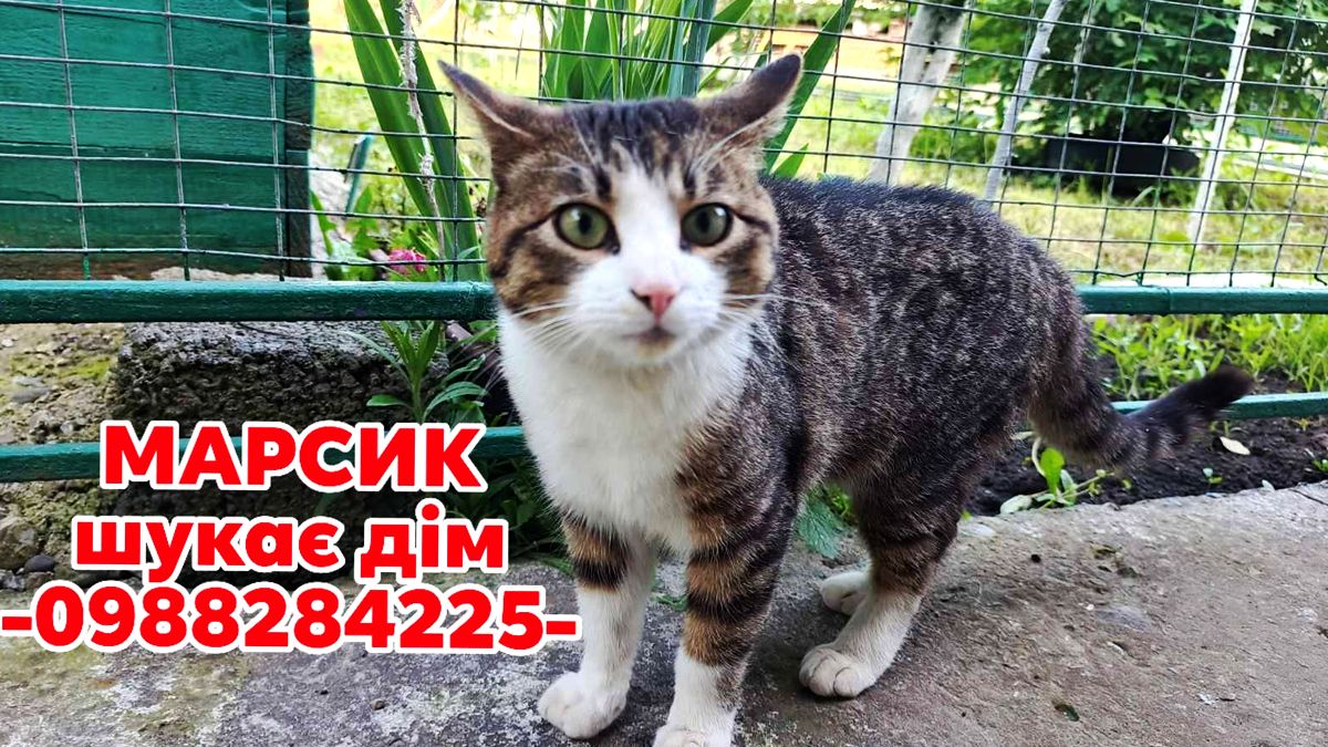 Коломийські пухнастики, які все ще шукають дім: добірка чотирилапих 5