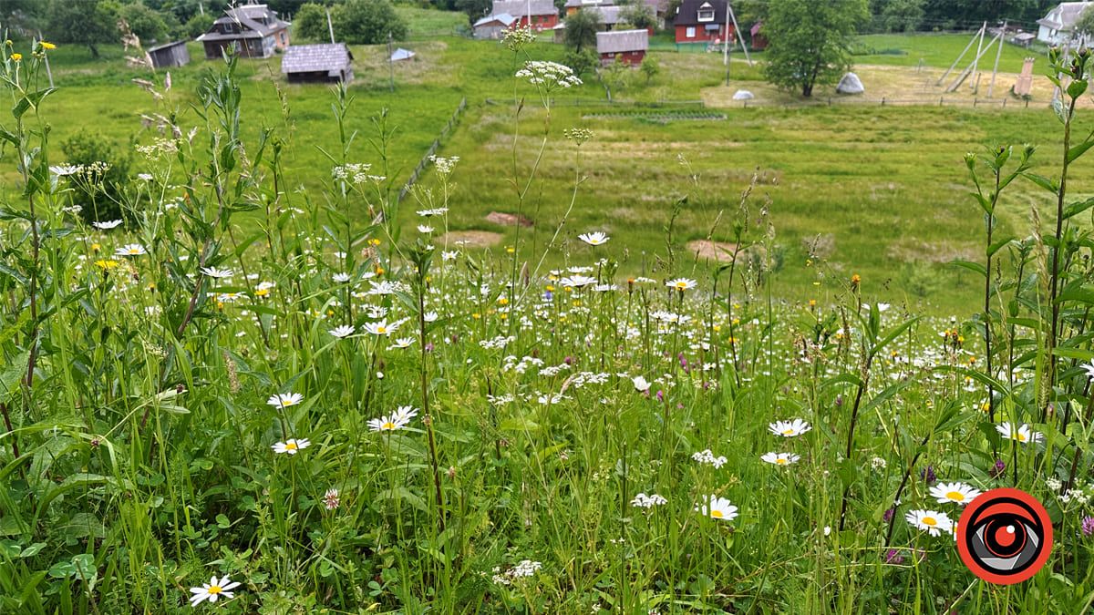 Ісландський мох: чому Карпати можуть втратити ще одну рідкісну рослину