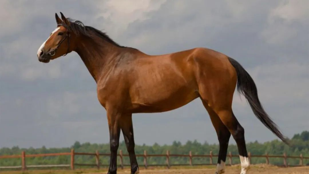 Били коня палицею: суд оштрафував обох кривдників