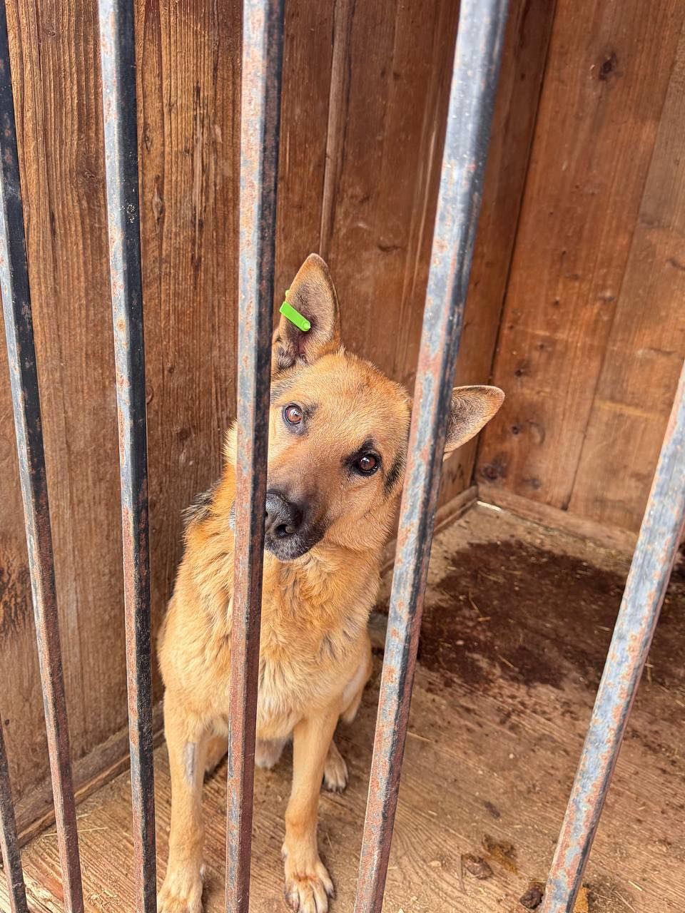 Коломийські чотирилапі шукають домівку 1