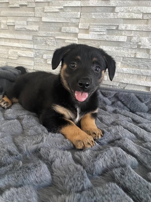 Коломийські чотирилапі шукають домівку 2