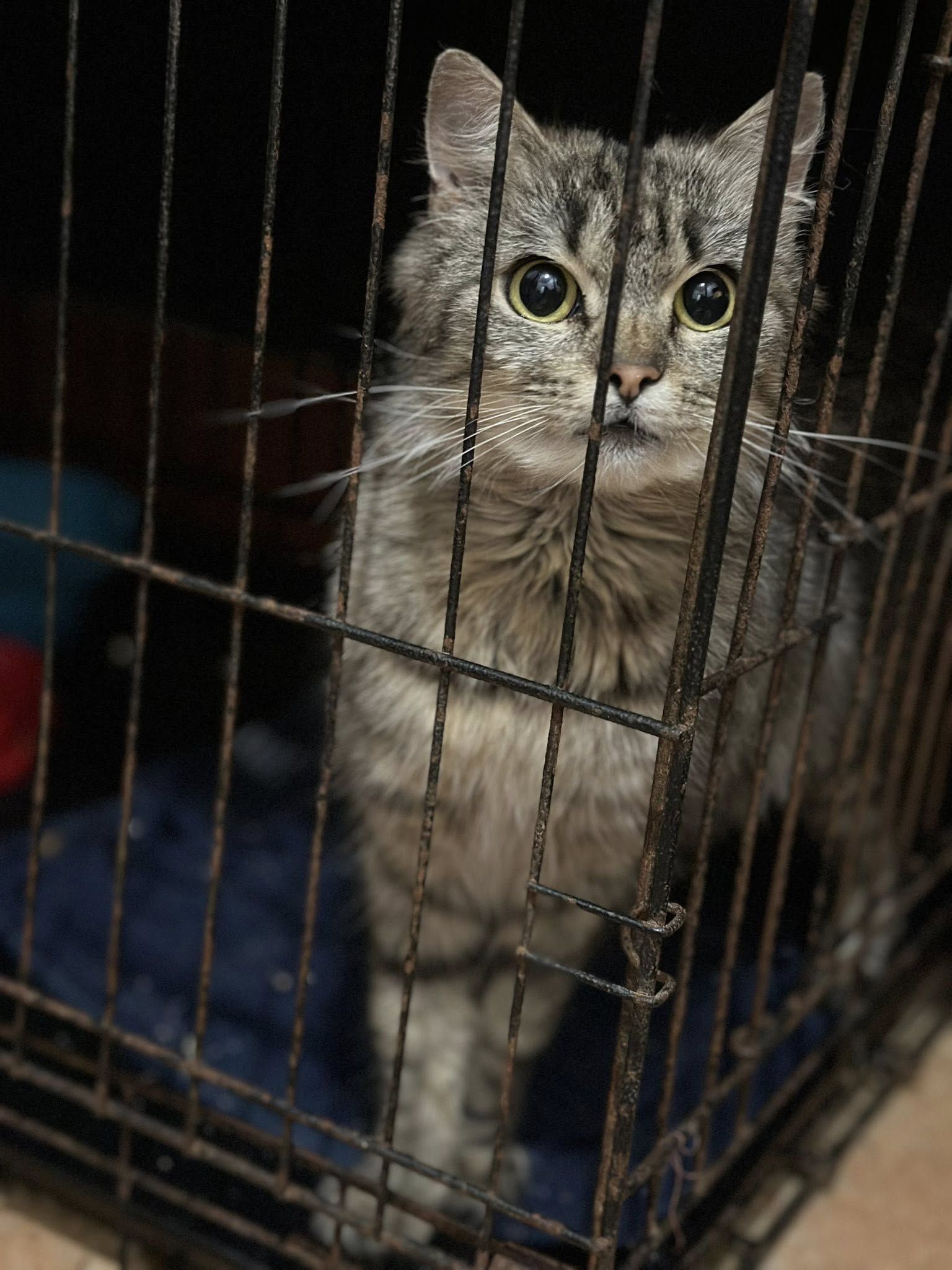 Коломийські чотирилапі шукають домівку 3