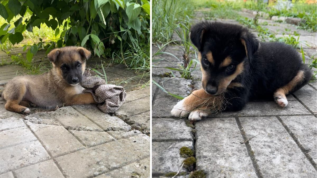 Коломийські чотирилапі шукають домівку 4