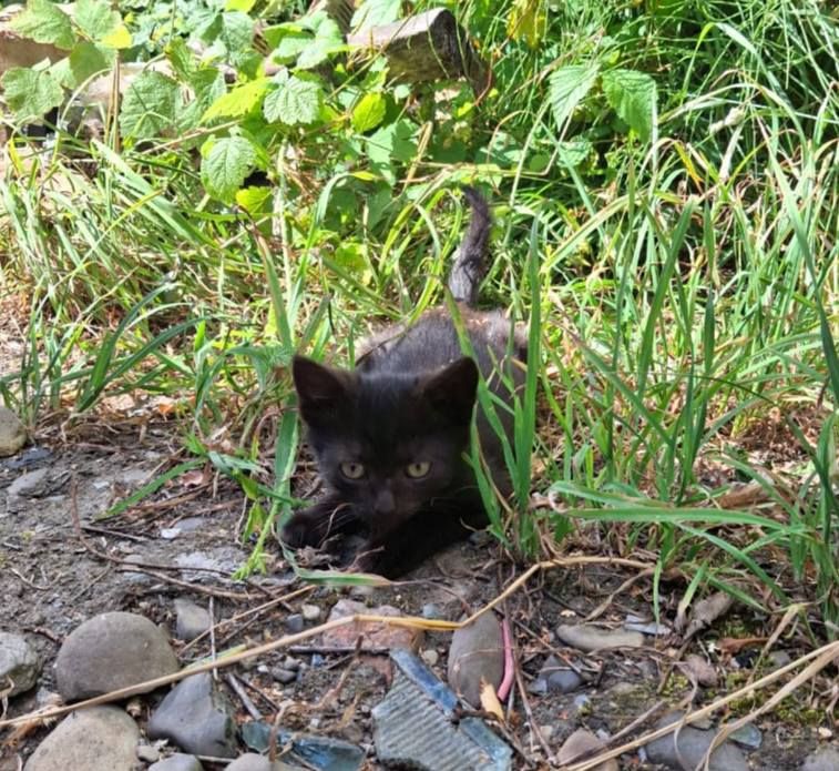 Коломийські чотирилапі шукають домівку 5