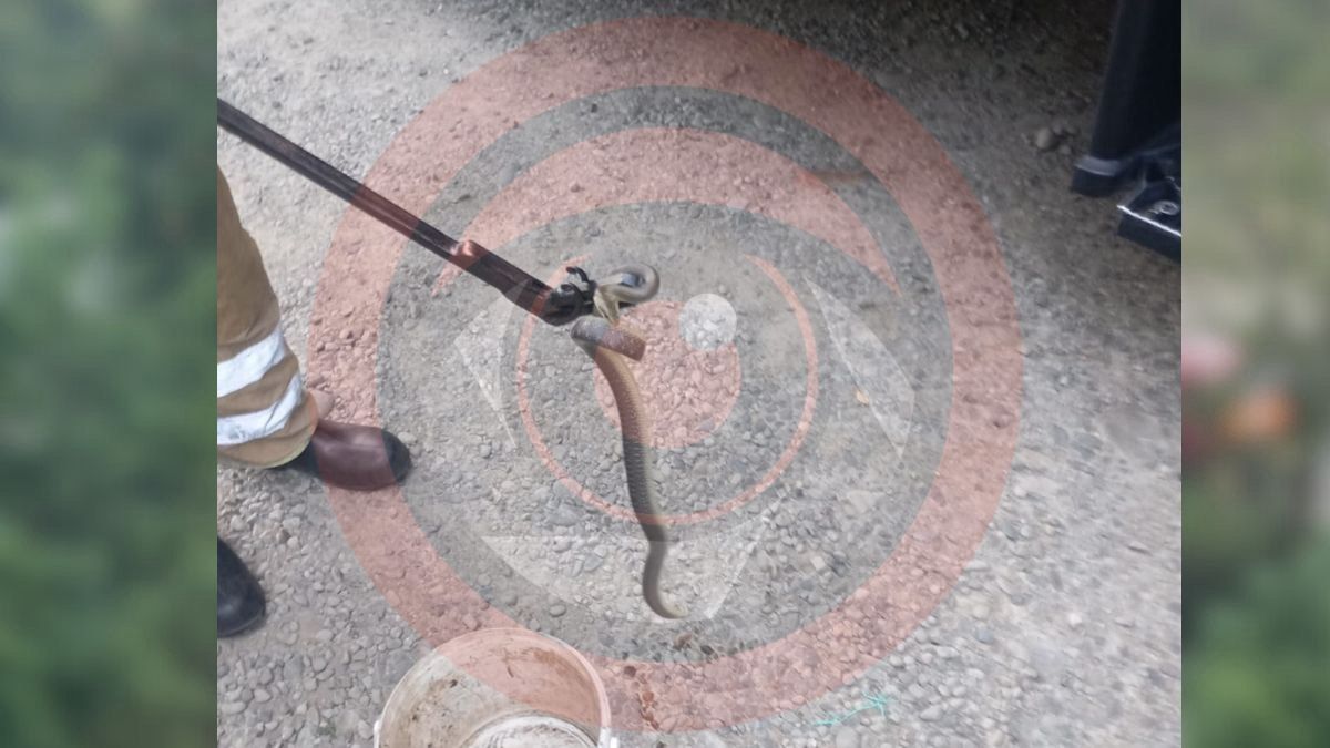 На вулиці Січових Стрільців у Коломиї виявили змію