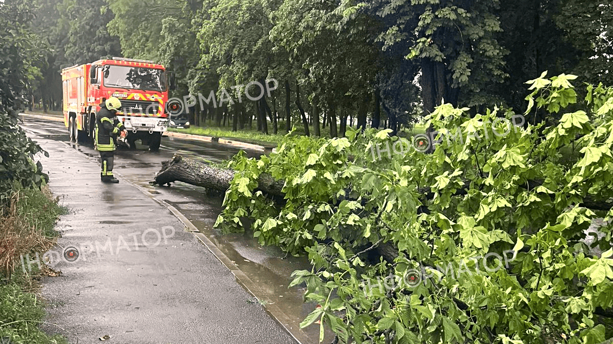 Біля Торговиці на дорогу впало дерево