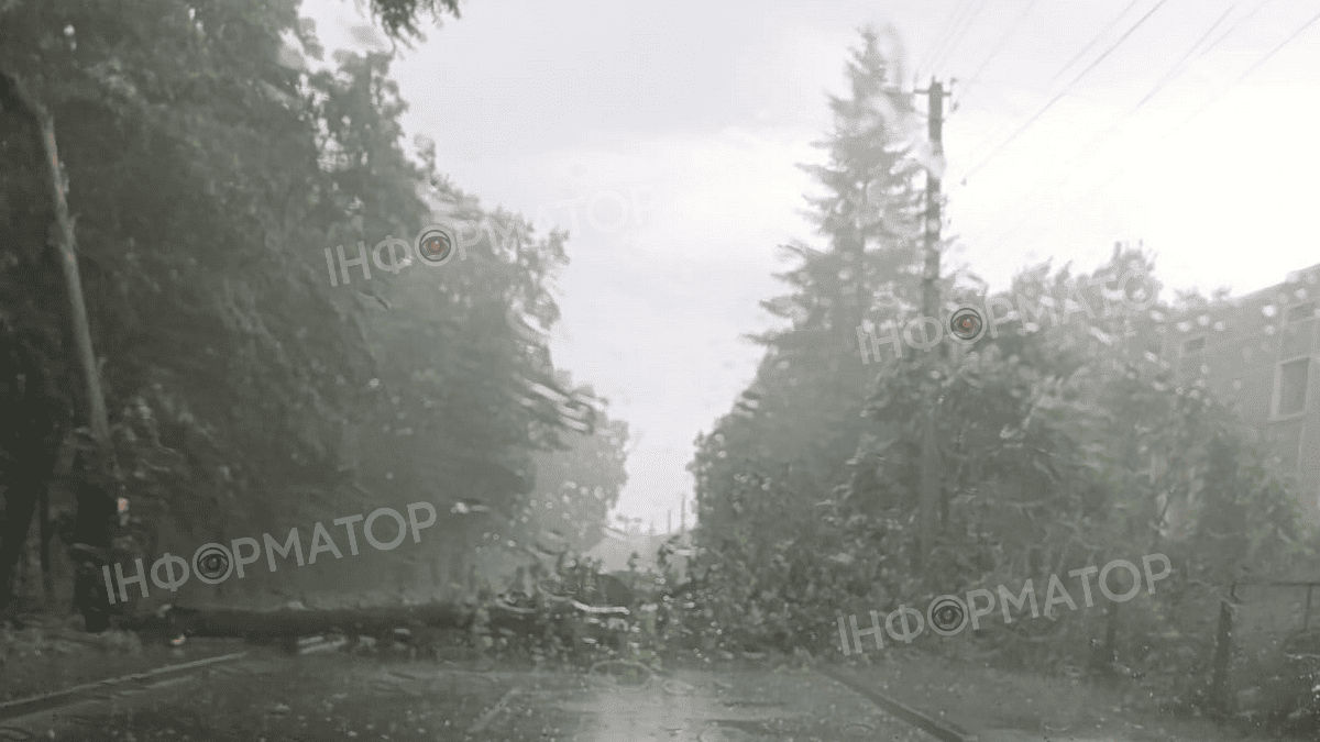 Біля Торговиці на дорогу впало дерево 1