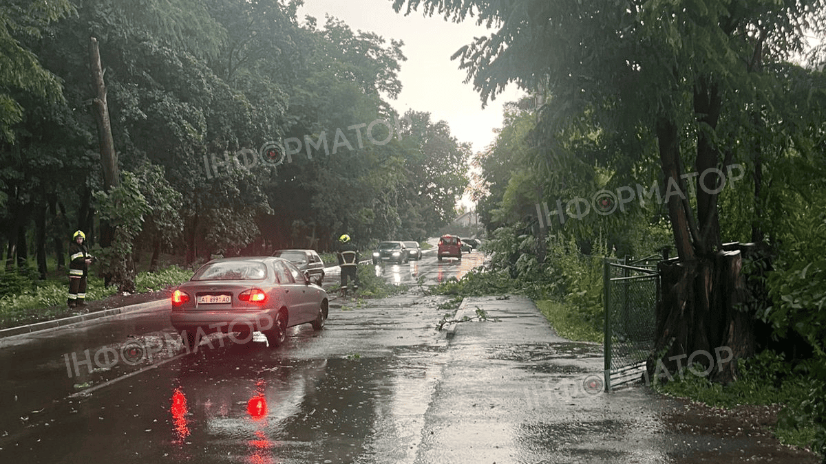 Біля Торговиці на дорогу впало дерево 2