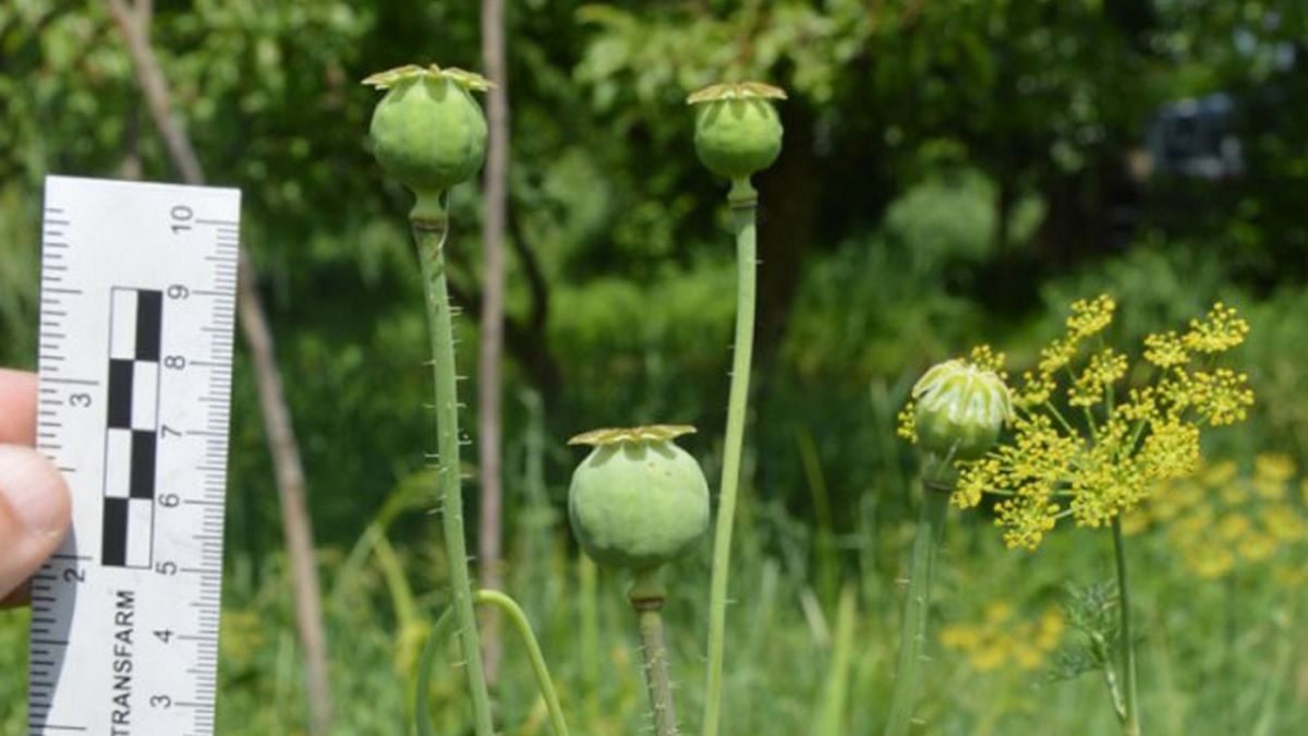 За вирощування маку судили працівницю Городенківської міської ради