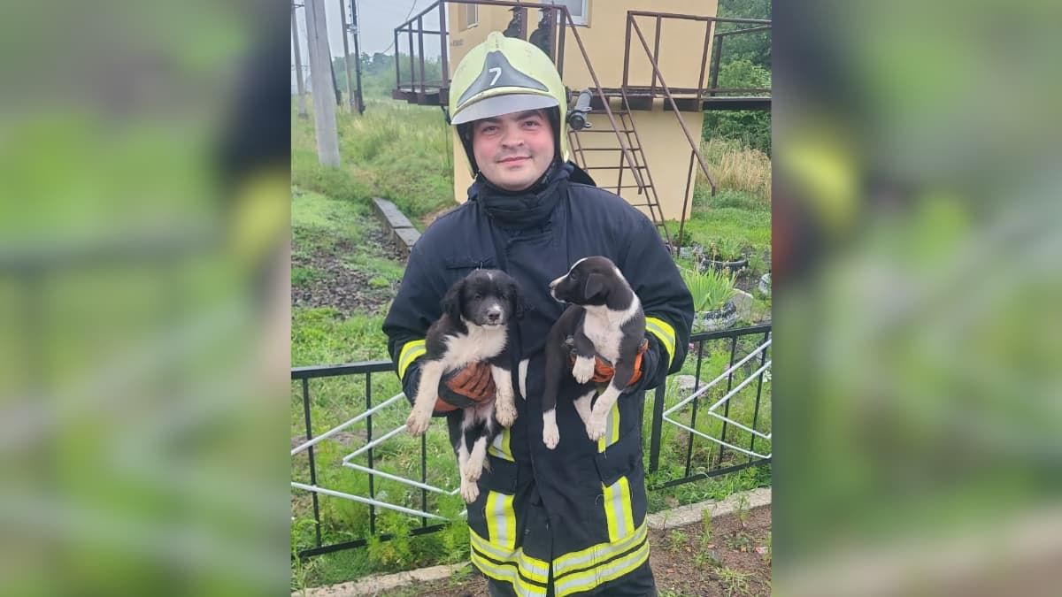 У Коломиї рятувальники визволили цуценя з-під залізничної колії