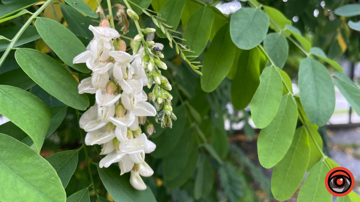 Танок дощу й літнього тепла: фоторепортаж з вулиць Коломиї 2