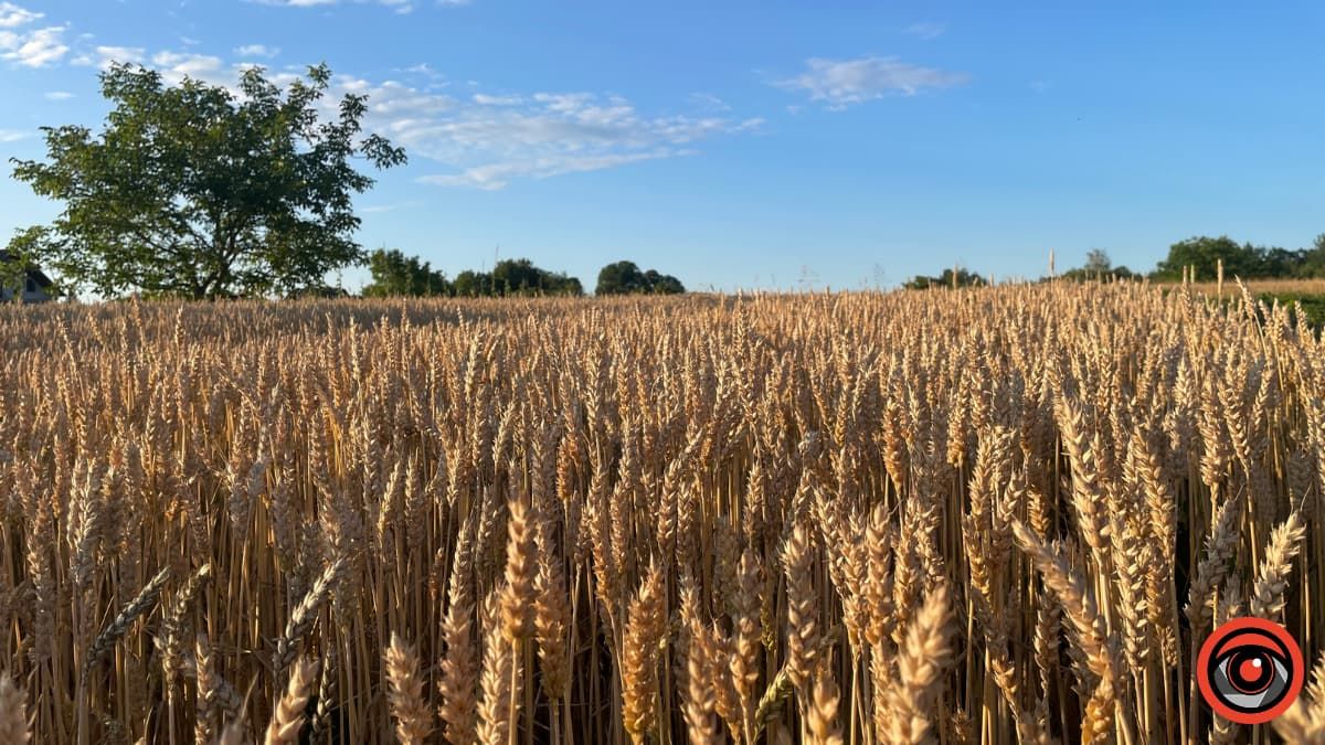 Поради на щодень: календар городника на 22 - 27 липня