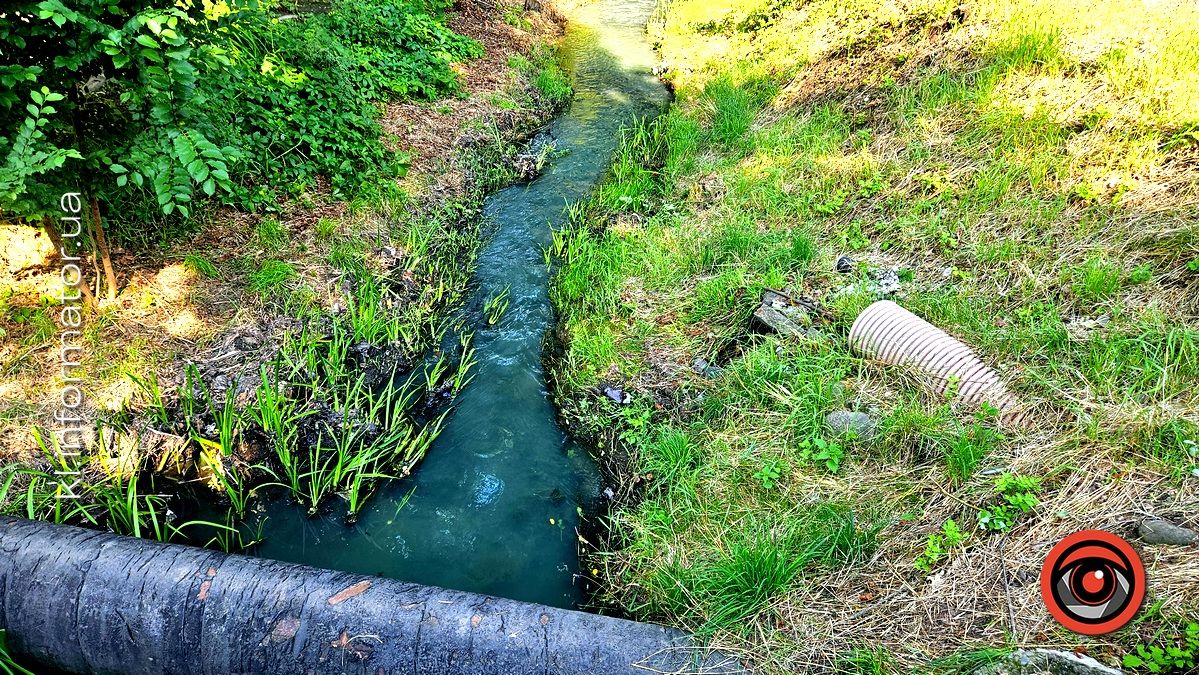 У Коломиї позеленіла ріка