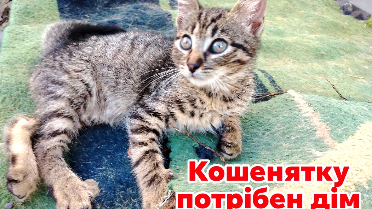 У Коломиї чотирилапі шукають люблячі родини 1