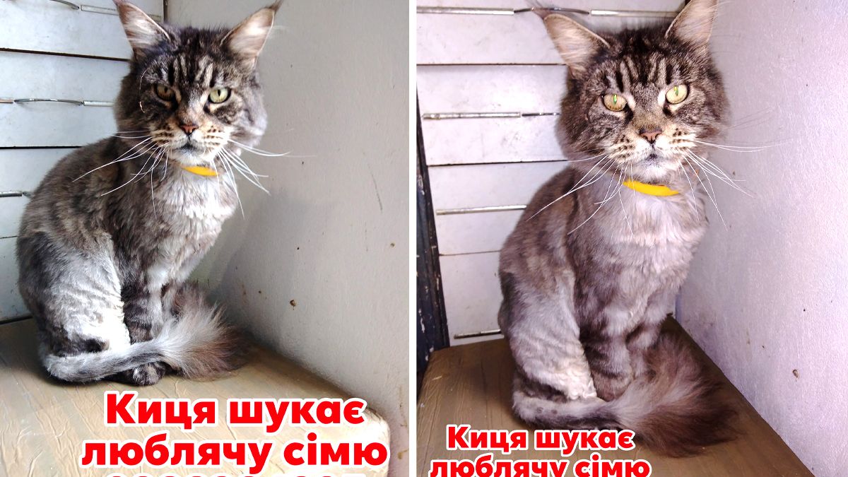 У Коломиї чотирилапі шукають люблячі родини 2