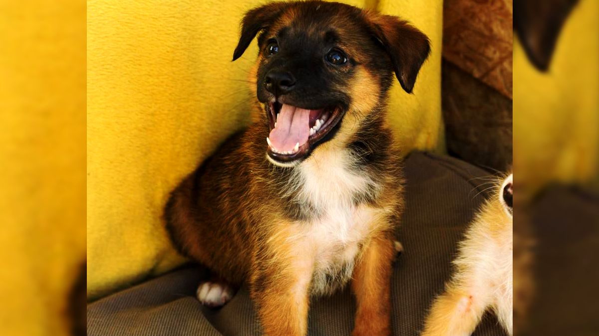 У Коломиї чотирилапі шукають люблячі родини 3