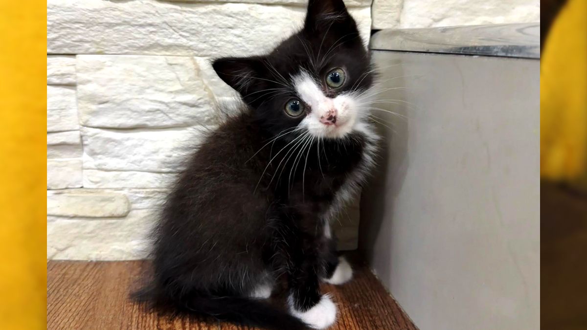 У Коломиї чотирилапі шукають люблячі родини 4