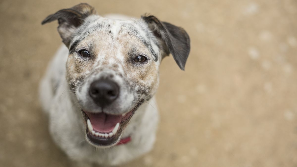 У Коломиї чотирилапі шукають люблячі родини