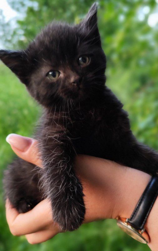 У Коломиї чотирилапі шукають люблячі родини 5