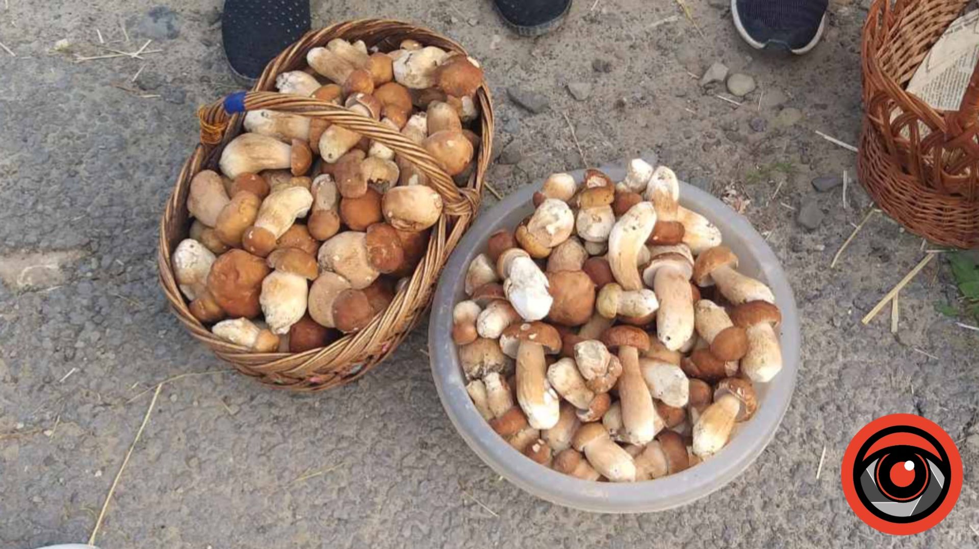 Сезон «тихого полювання»: скільки коштують гриби на Смоднянському базарі цього літа 1