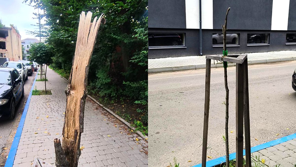 Зламані дерева, пошкоджені лавки та сміттєві урни: у Коломиї побільшало випадків вандалізму 2